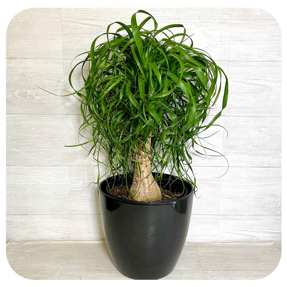 Palm Beaucarnea Recurvata - View 8 from www redcrocus com
