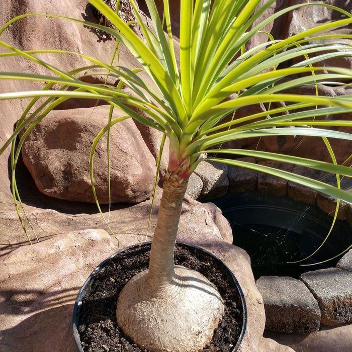 Palm Beaucarnea Recurvata - View 9 from www redcrocus com