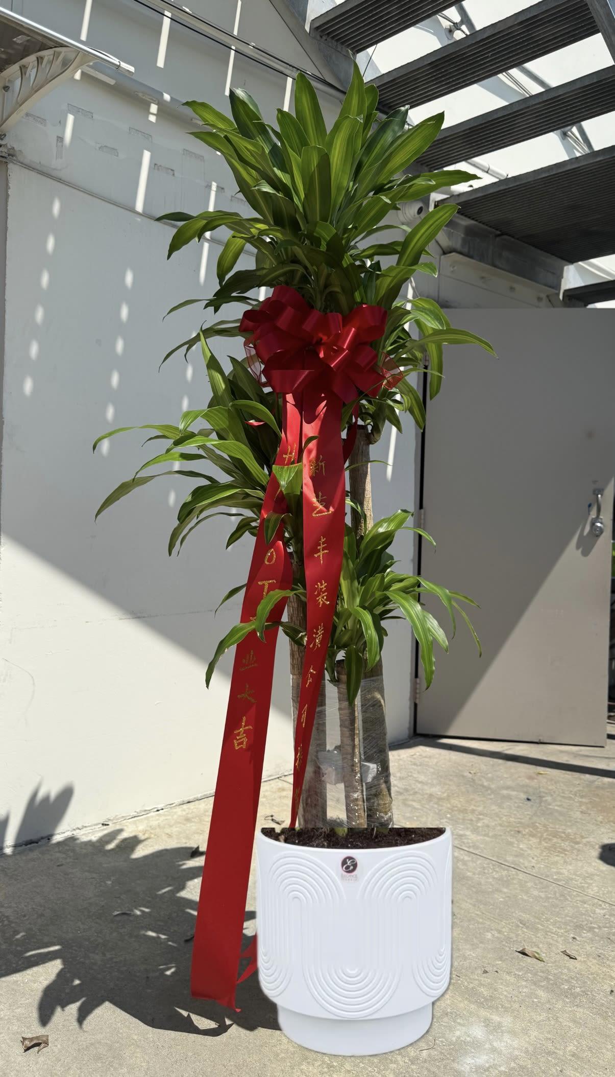 Dracaena Fragrans, Assorted - View 11 from www redcrocus com
