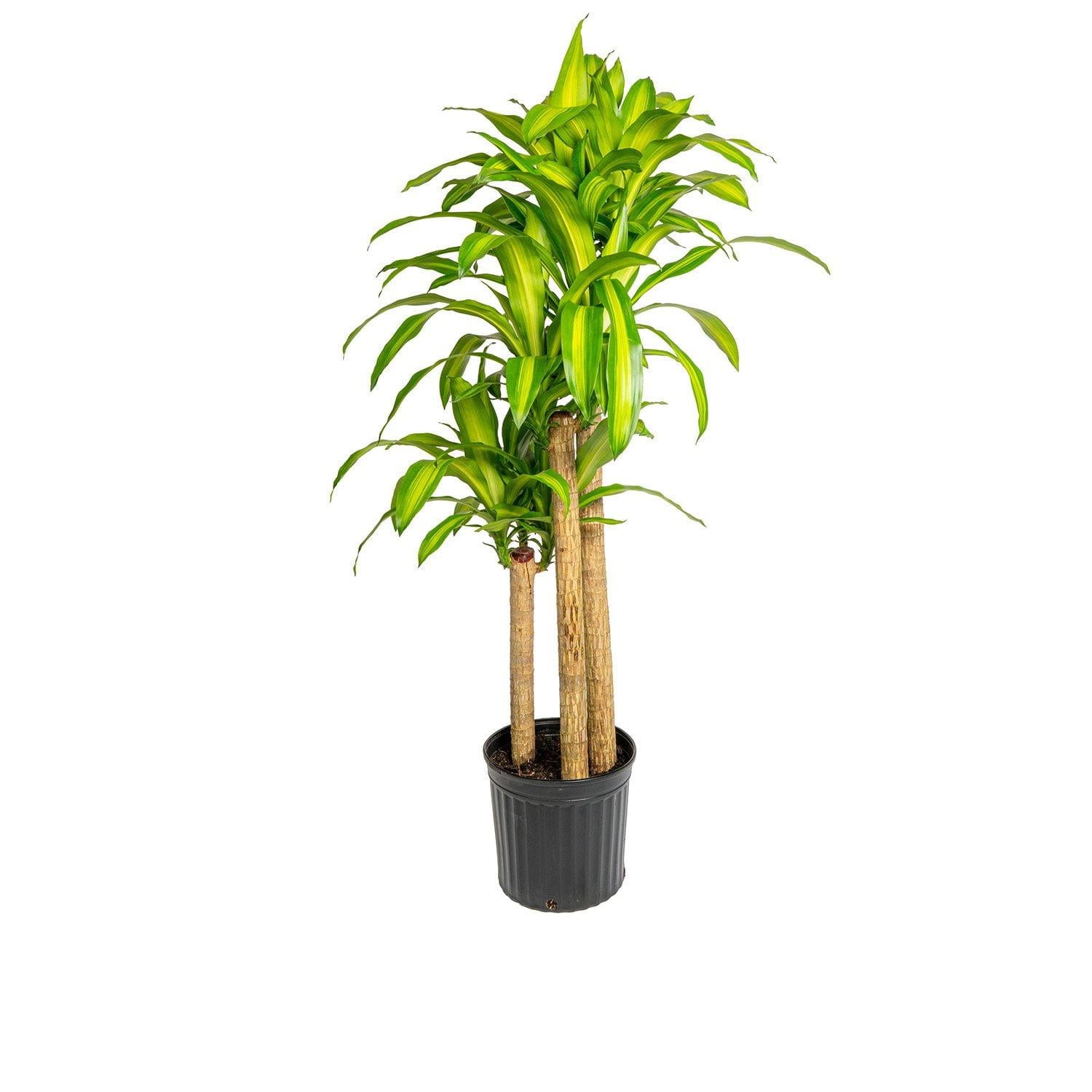 Dracaena Fragrans, Assorted - View 12 from www redcrocus com