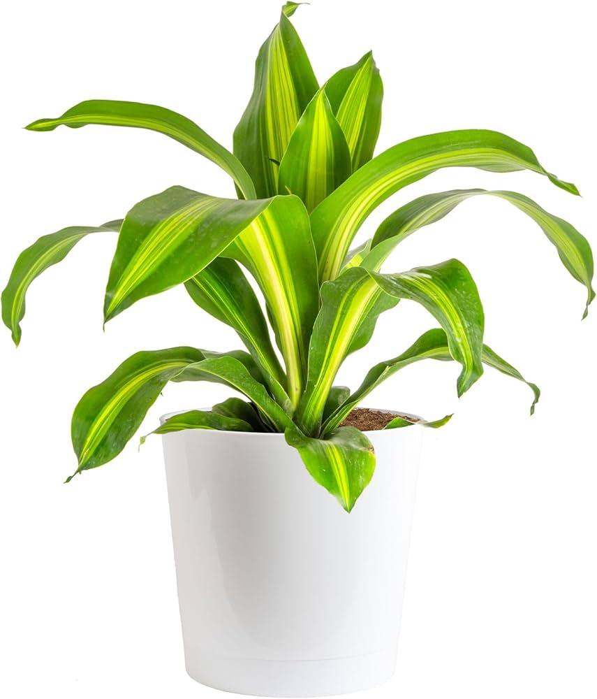 Dracaena Fragrans, Assorted - View 13 from www redcrocus com