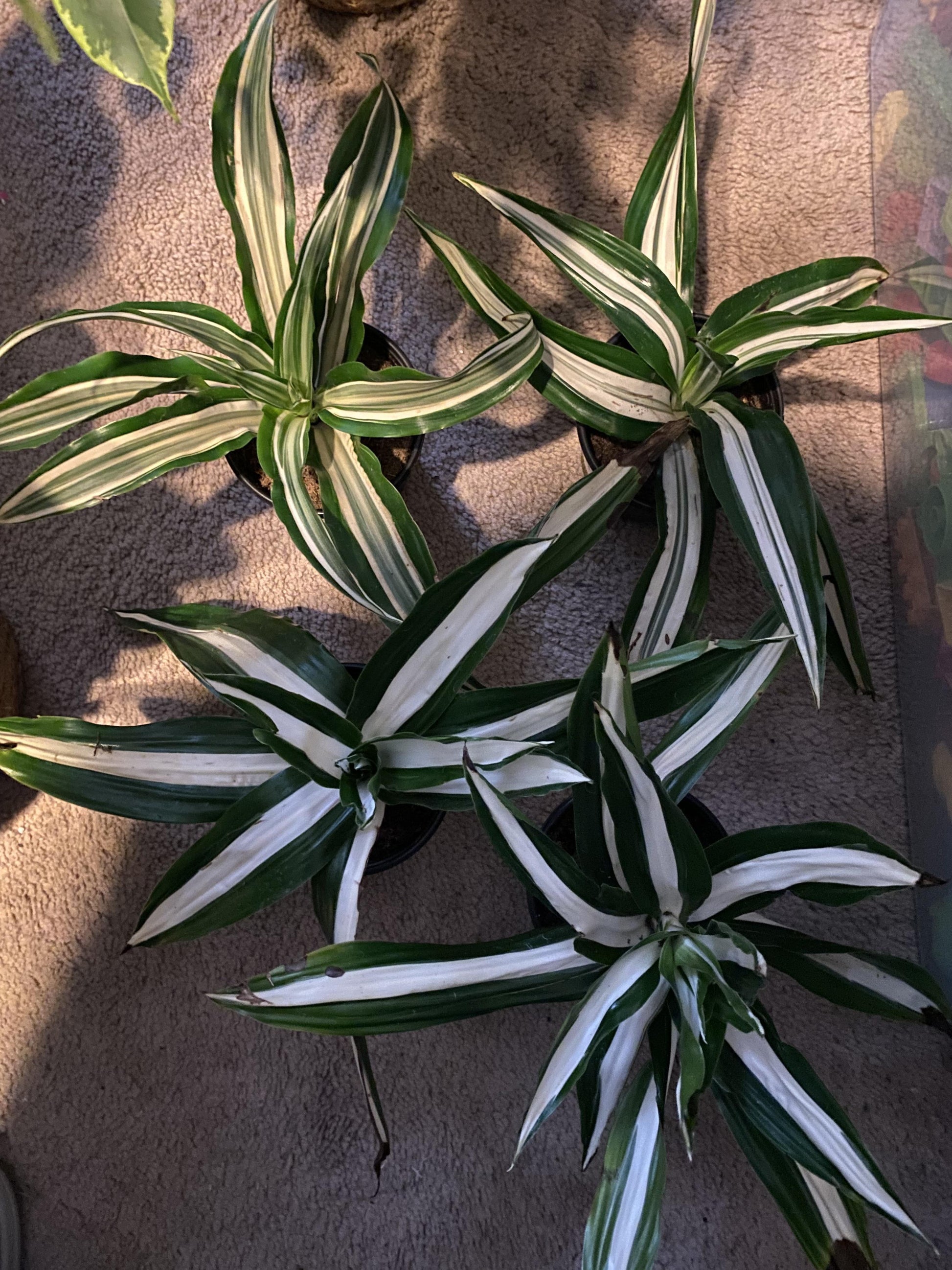 Dracaena Fragrans, Assorted - View 16 from www redcrocus com