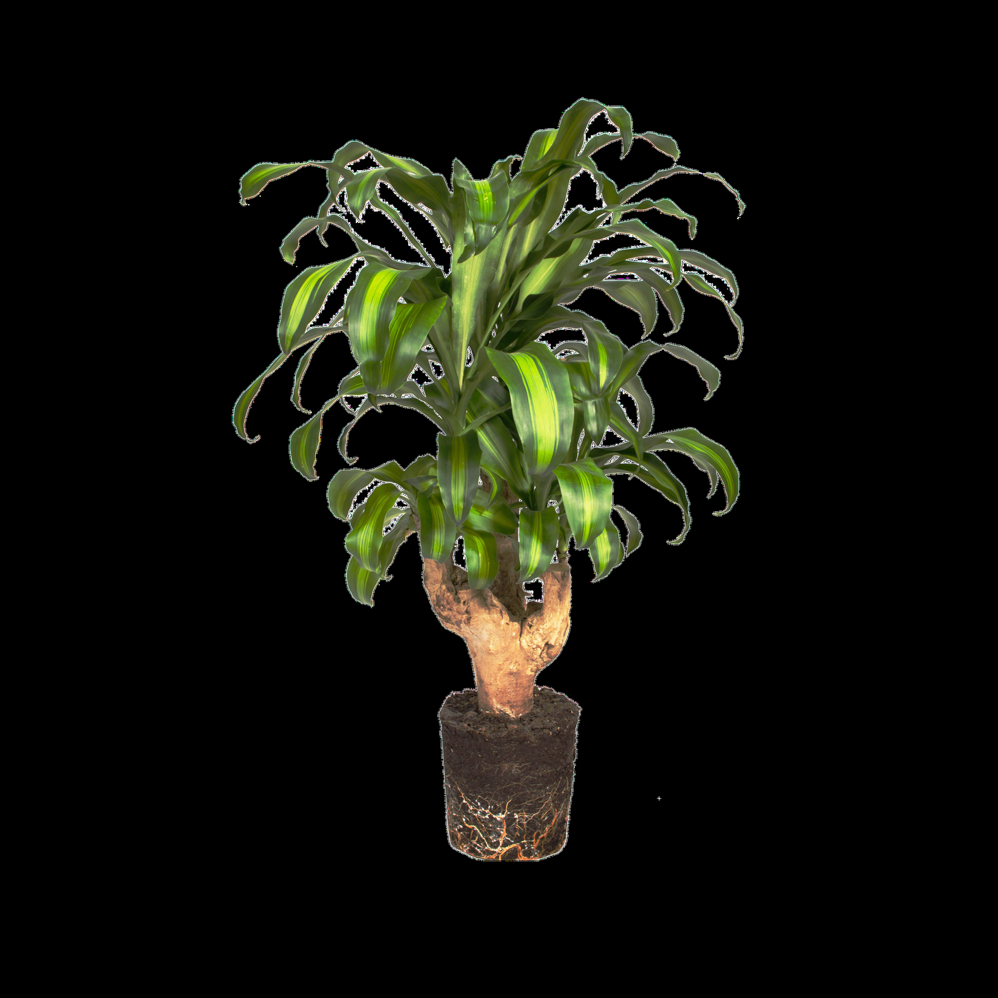 Dracaena Fragrans, Assorted - View 18 from www redcrocus com