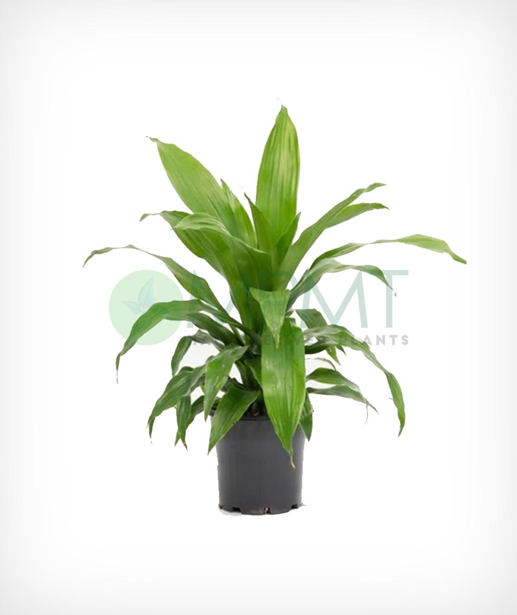 Dracaena Fragrans, Assorted - View 1 from www redcrocus com