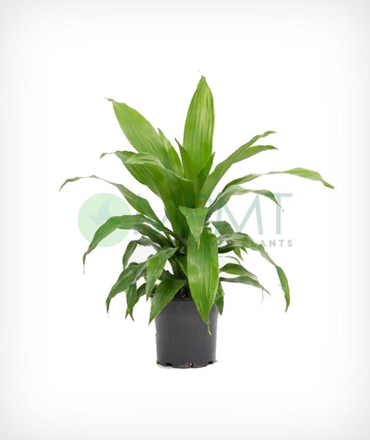 Dracaena Fragrans, Assorted - View 1 from www redcrocus com
