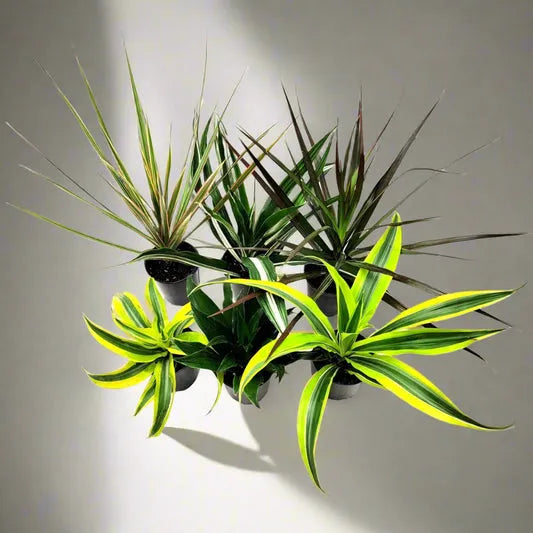 Dracaena Fragrans, Assorted - View 2 from www redcrocus com