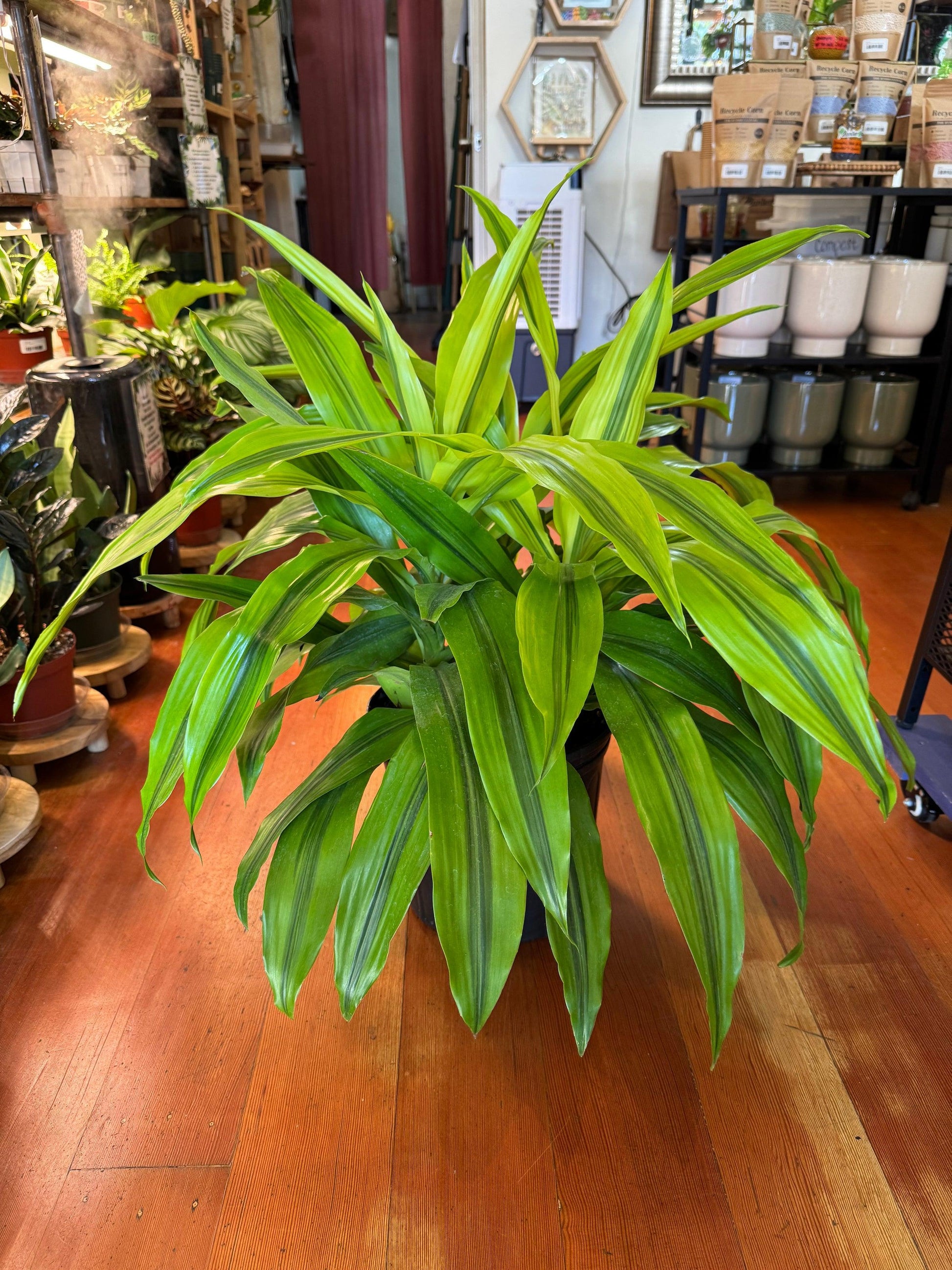 Dracaena Fragrans, Assorted - View 3 from www redcrocus com