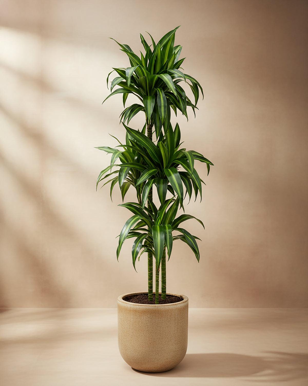 Dracaena Fragrans, Assorted - View 4 from www redcrocus com