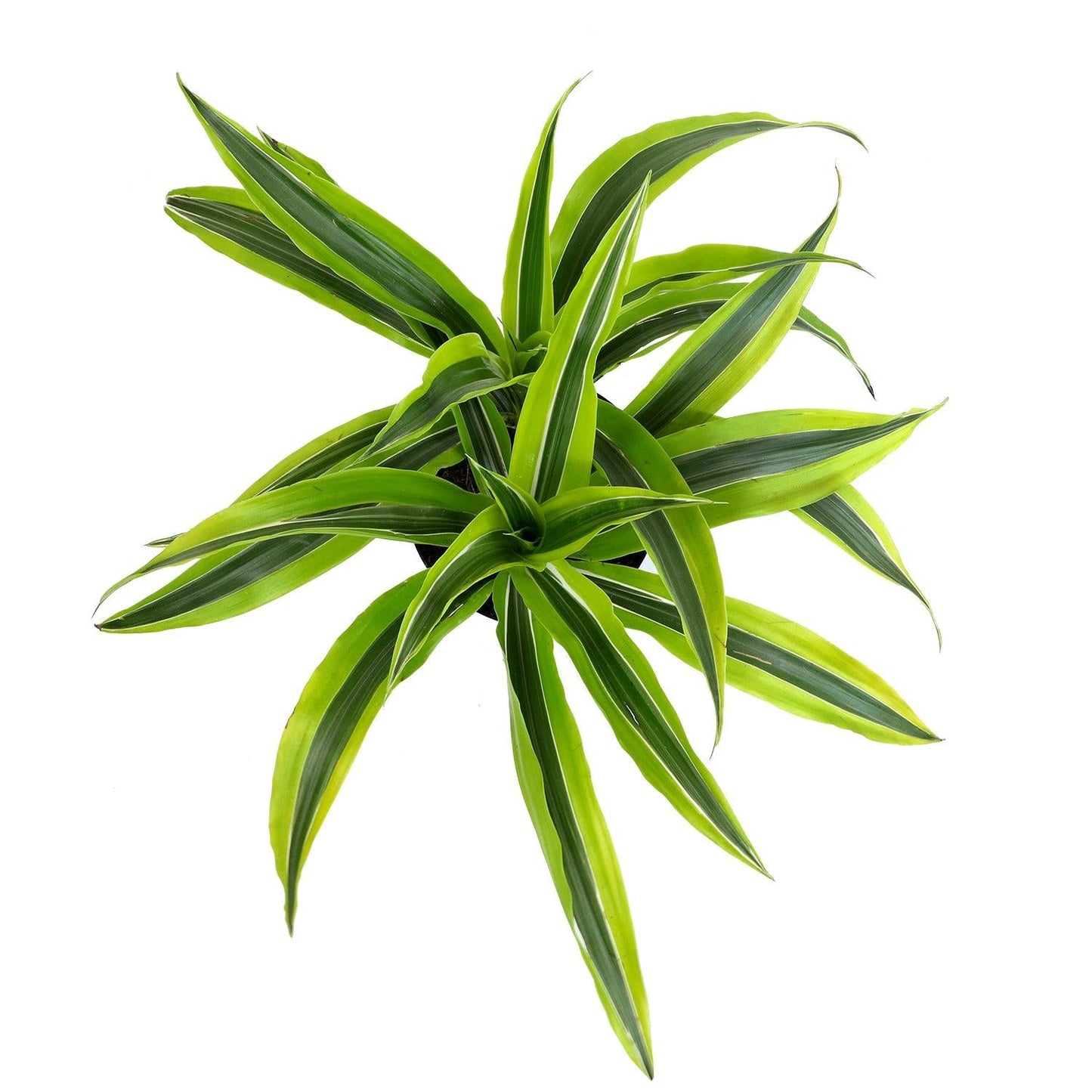Dracaena Fragrans, Assorted - View 5 from www redcrocus com