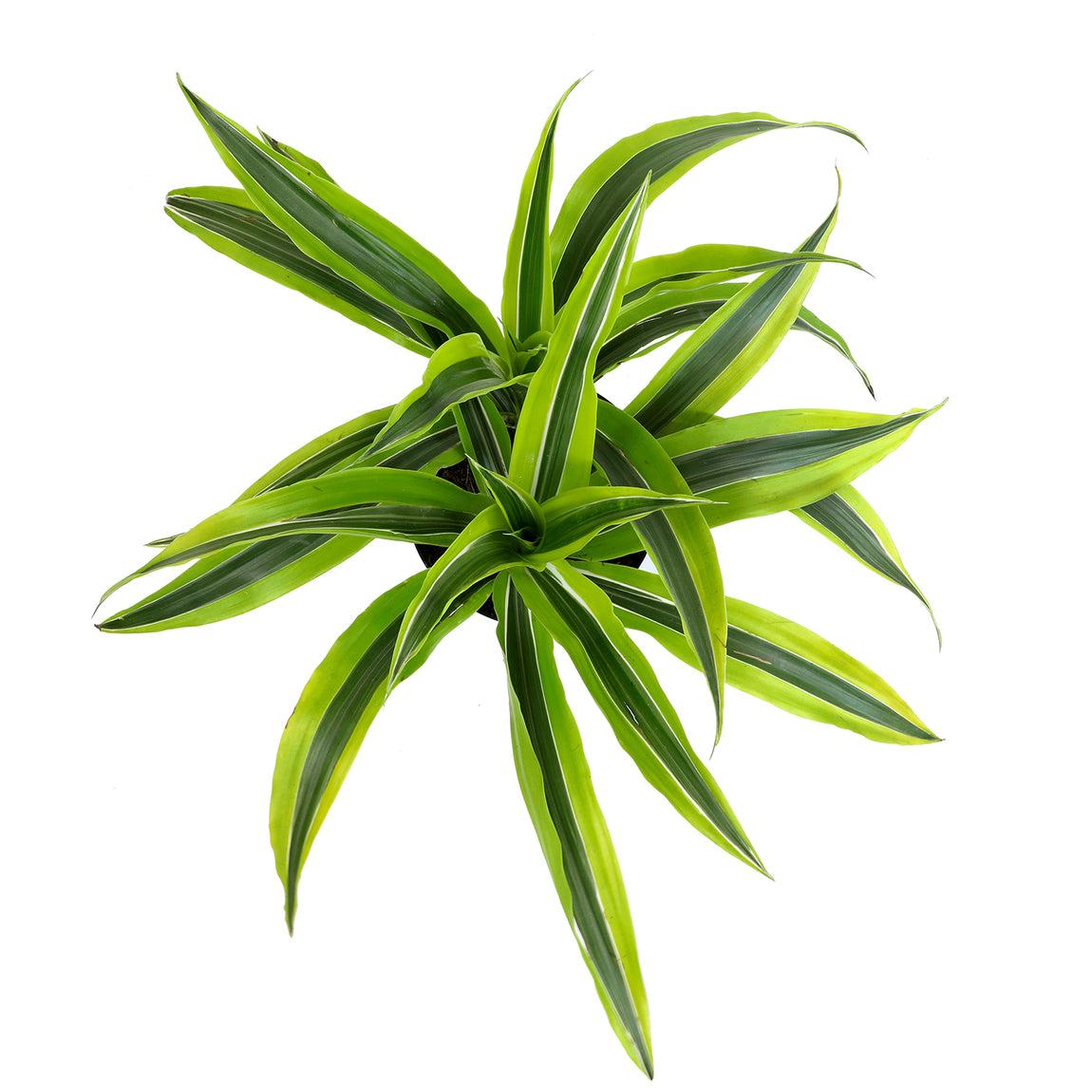 Dracaena Fragrans, Assorted - View 7 from www redcrocus com