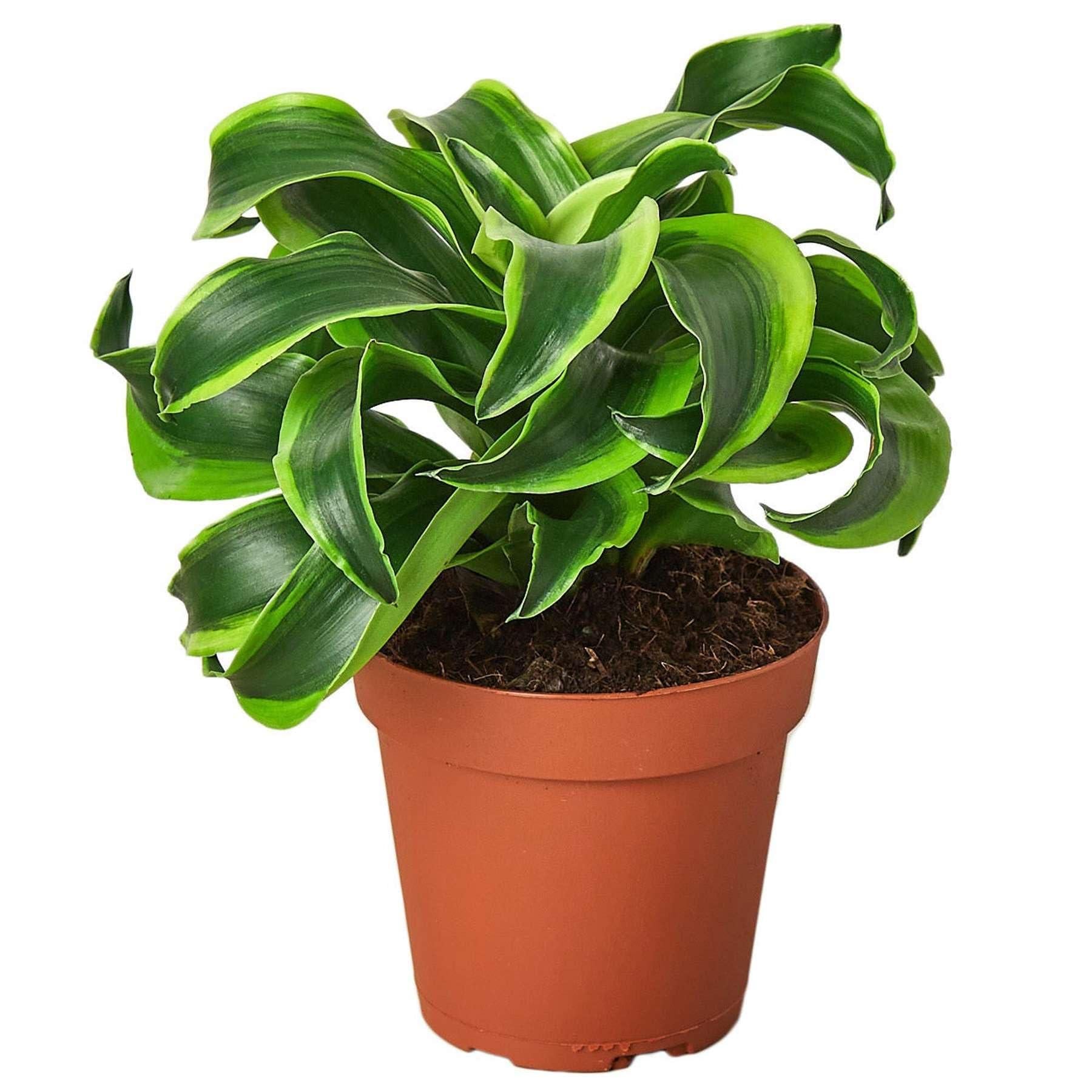 Dracaena 'tornado' Cane - View 10 from www redcrocus com