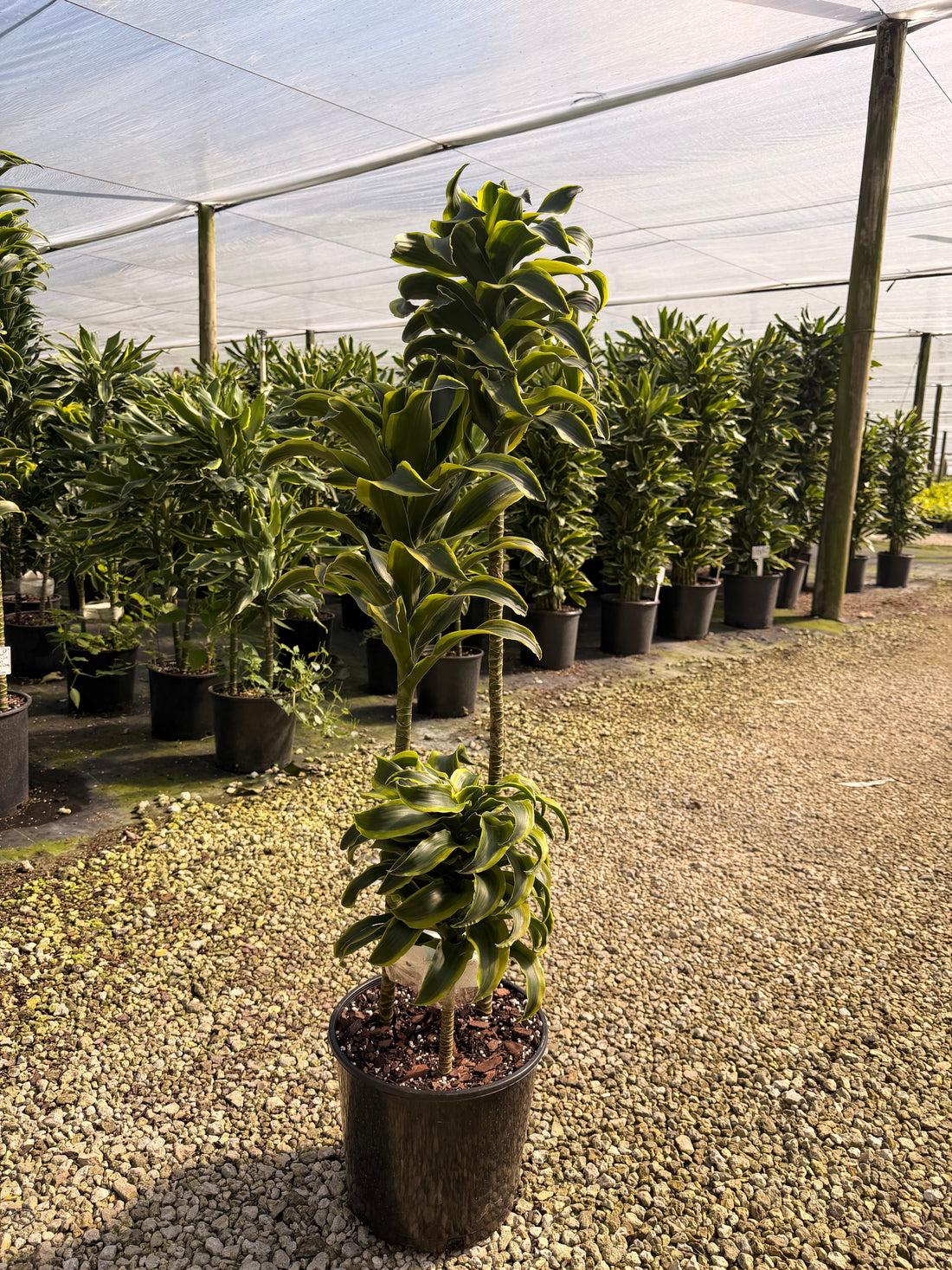 Dracaena 'tornado' Cane - View 11 from www redcrocus com