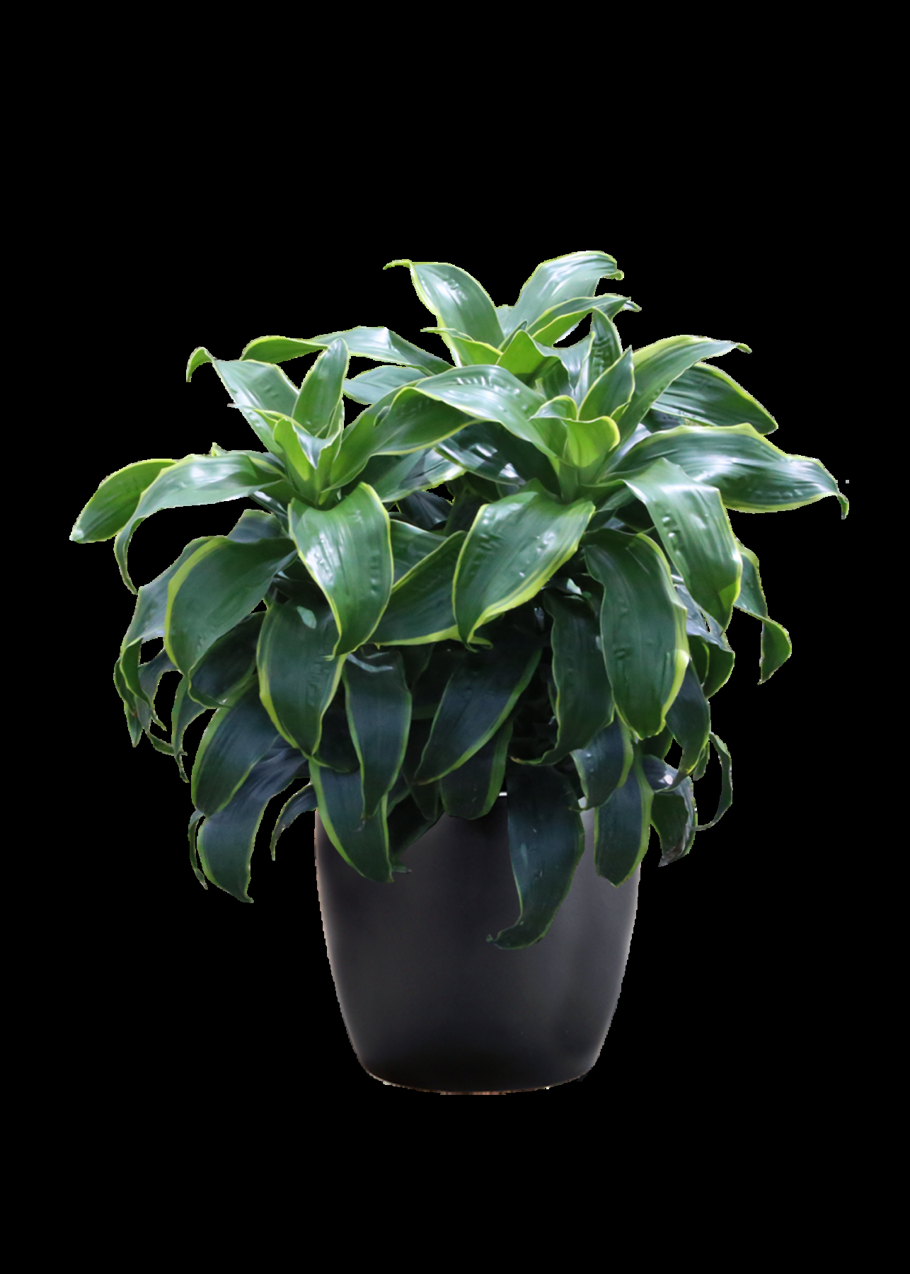 Dracaena 'tornado' Cane - View 15 from www redcrocus com
