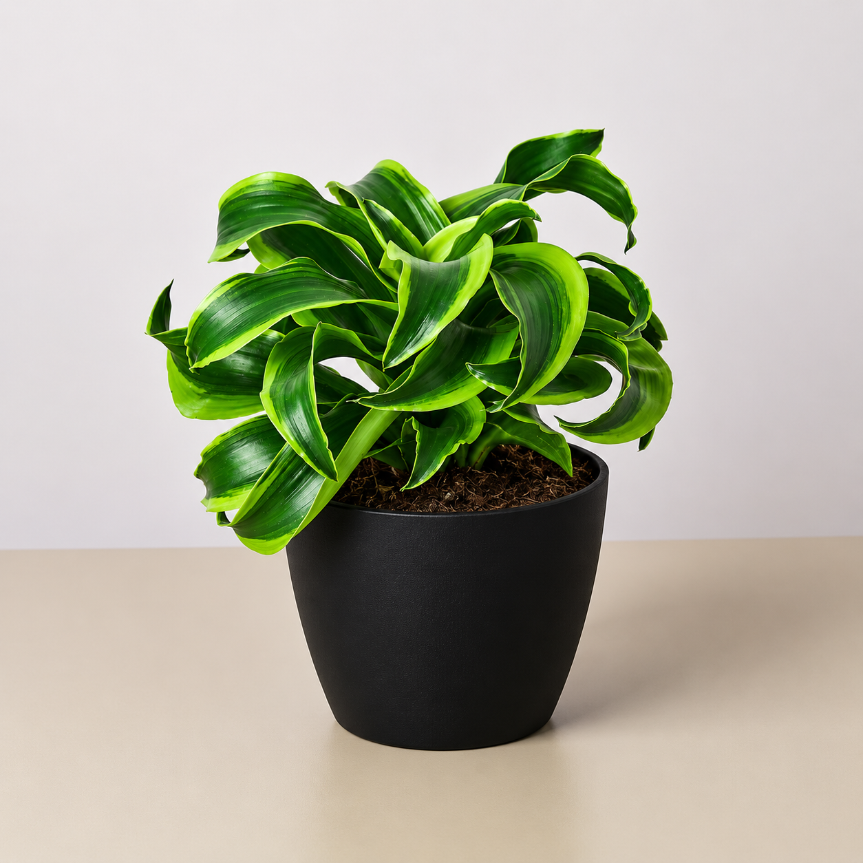 Dracaena 'tornado' Cane - View 17 from www redcrocus com