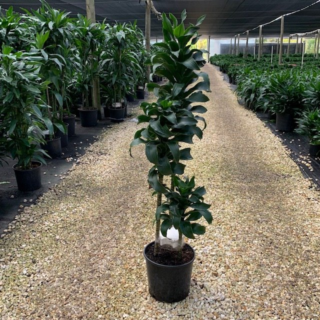 Dracaena 'tornado' Cane - View 1 from www redcrocus com