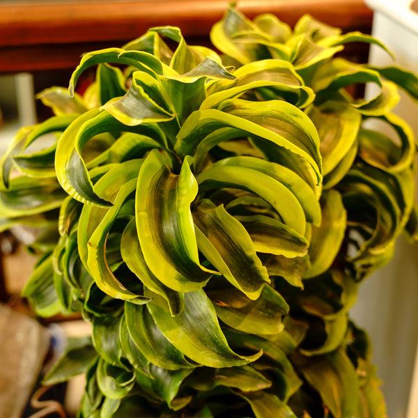 Dracaena 'tornado' Cane - View 20 from www redcrocus com