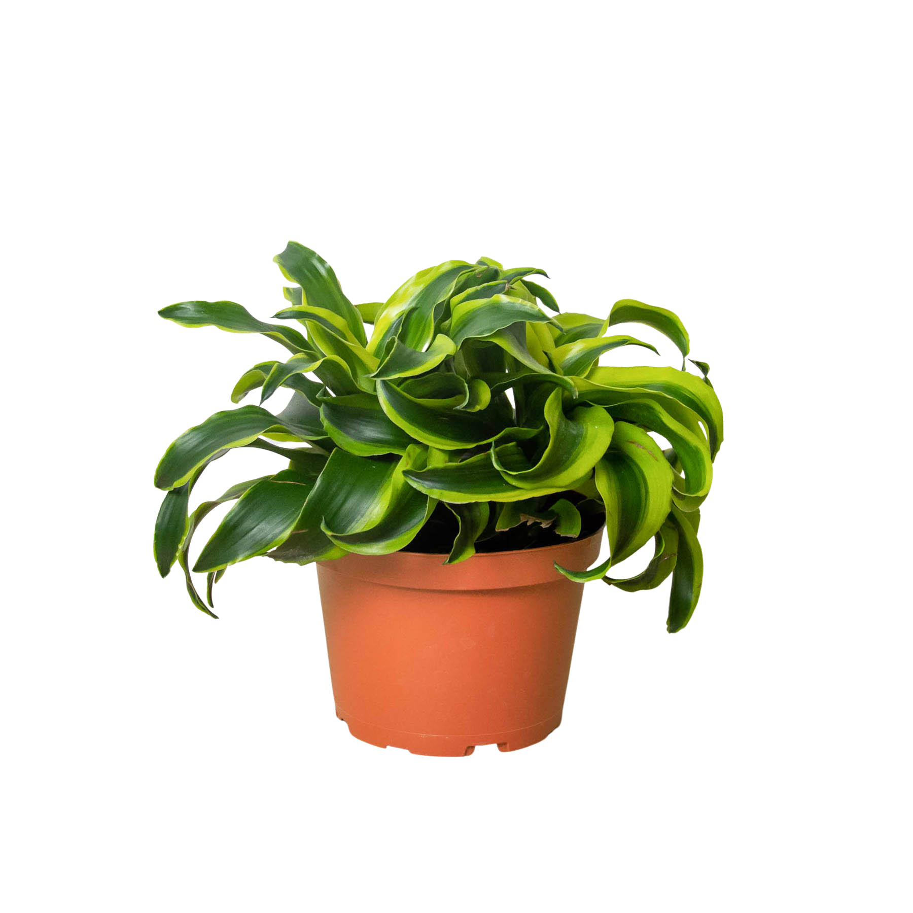 Dracaena 'tornado' Cane - View 22 from www redcrocus com