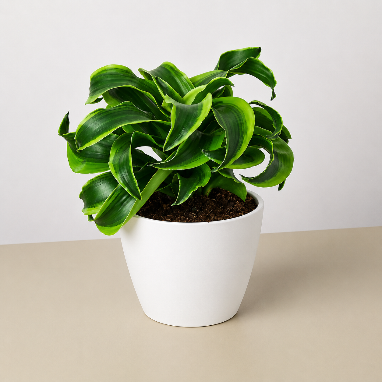 Dracaena 'tornado' Cane - View 23 from www redcrocus com