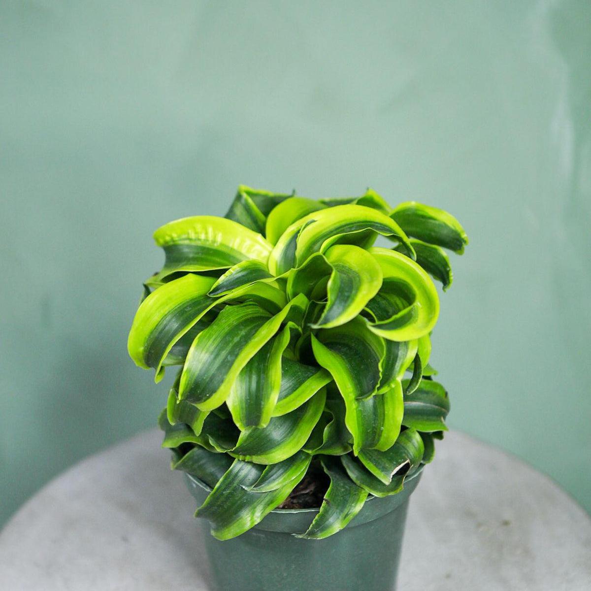 Dracaena 'tornado' Cane - View 24 from www redcrocus com
