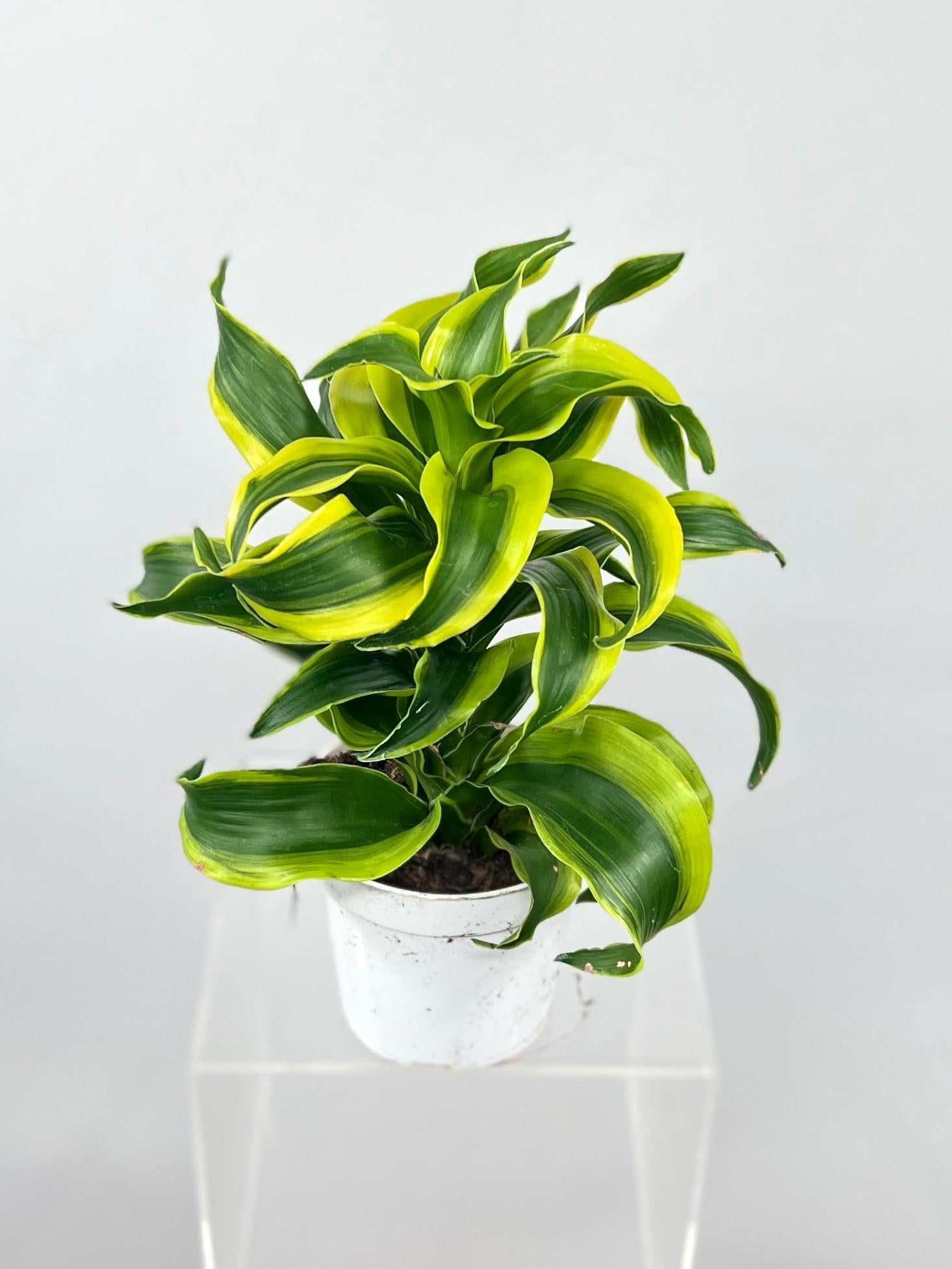 Dracaena 'tornado' Cane - View 3 from www redcrocus com