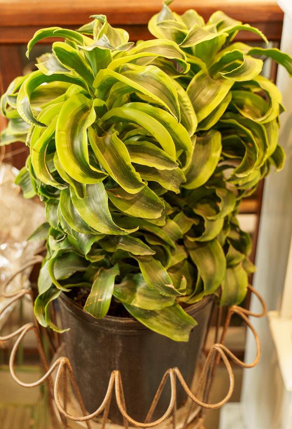 Dracaena 'tornado' Cane - View 4 from www redcrocus com