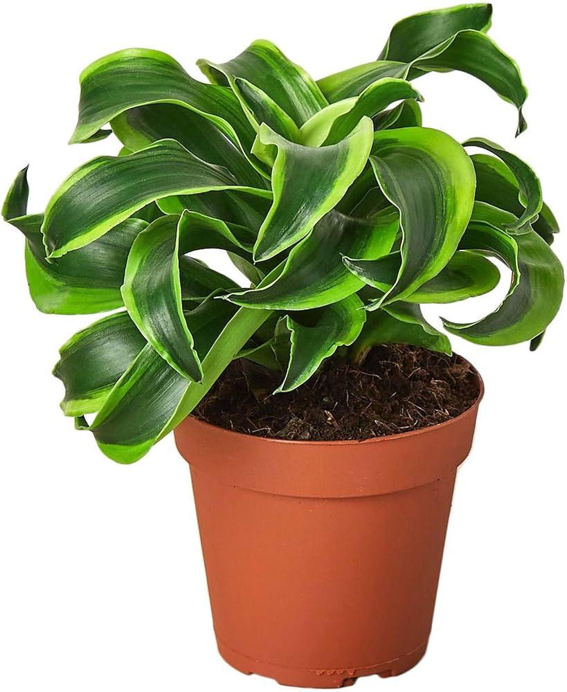 Dracaena 'tornado' Cane - View 8 from www redcrocus com
