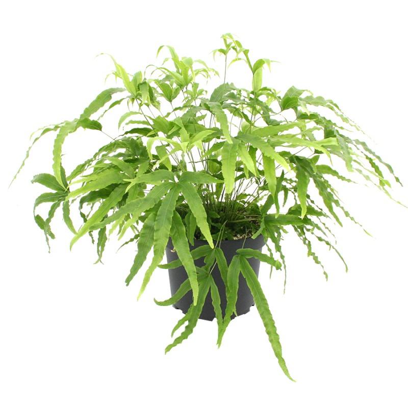 Fern, Pteris, Assorted - View 10 from www redcrocus com
