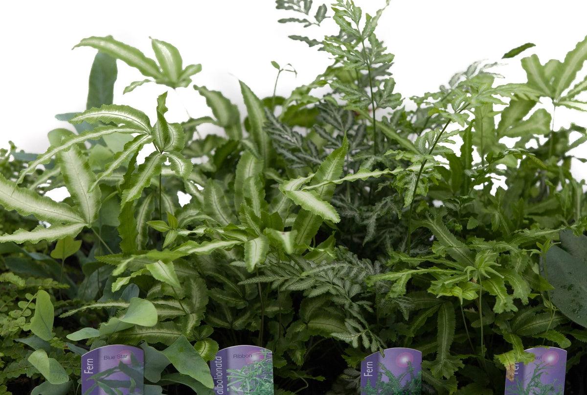 Fern, Pteris, Assorted - View 11 from www redcrocus com
