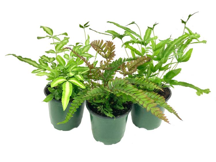 Fern, Pteris, Assorted - View 13 from www redcrocus com