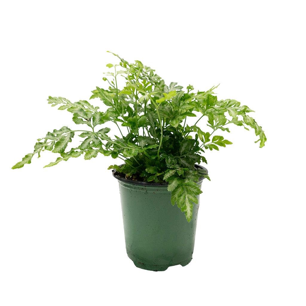 Fern, Pteris, Assorted - View 20 from www redcrocus com