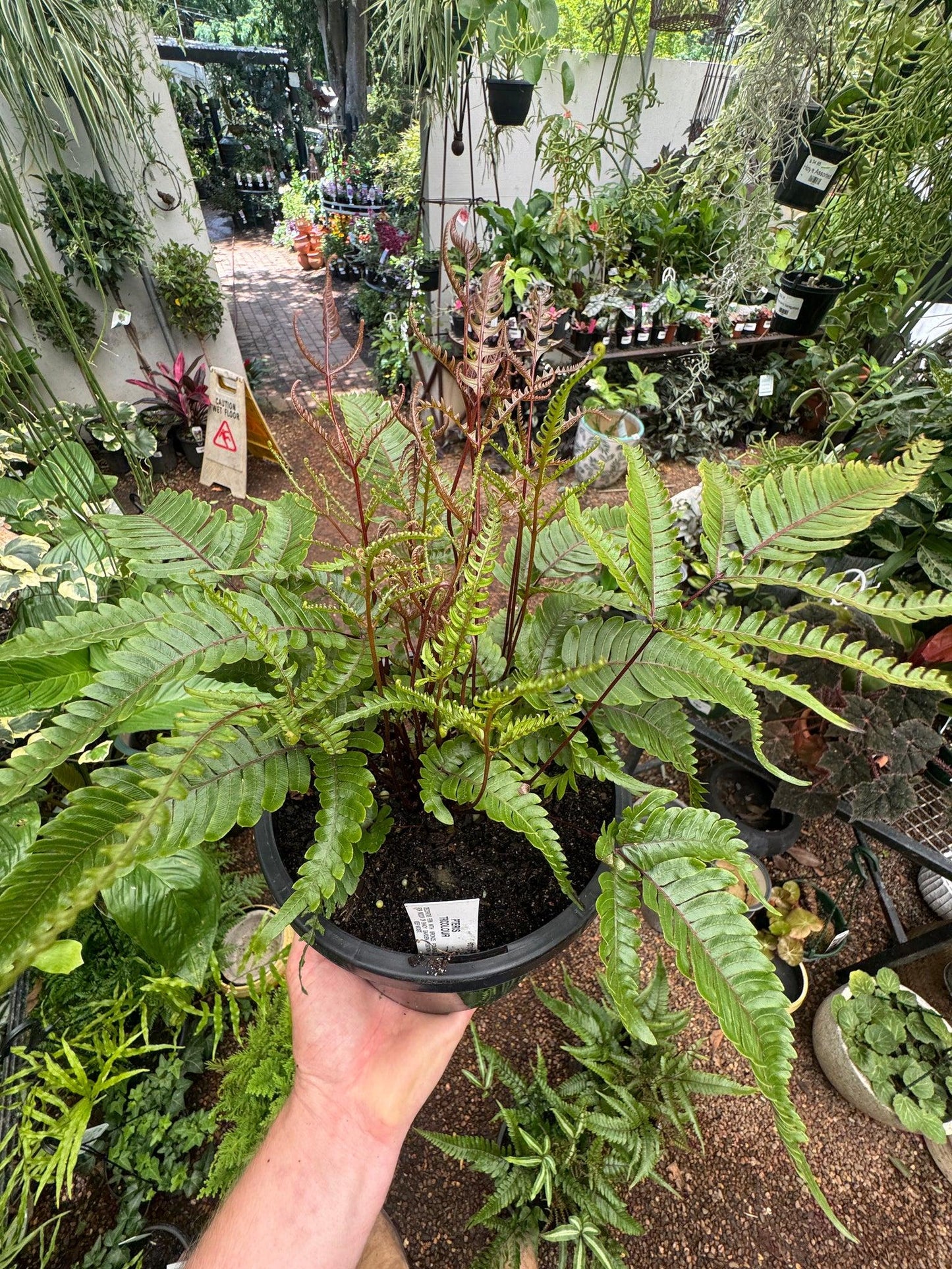 Fern, Pteris, Assorted - View 23 from www redcrocus com