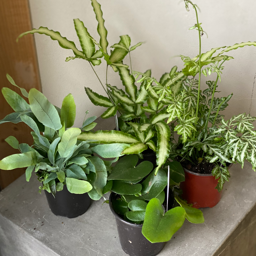 Fern, Pteris, Assorted - View 24 from www redcrocus com
