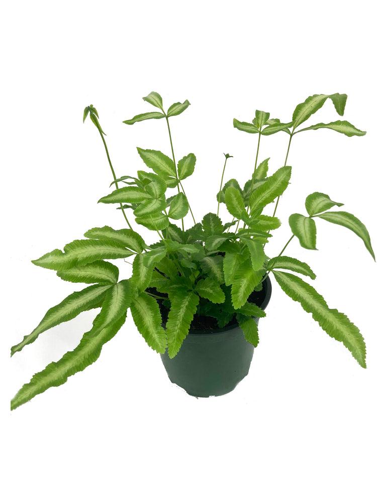 Fern, Pteris, Assorted - View 25 from www redcrocus com