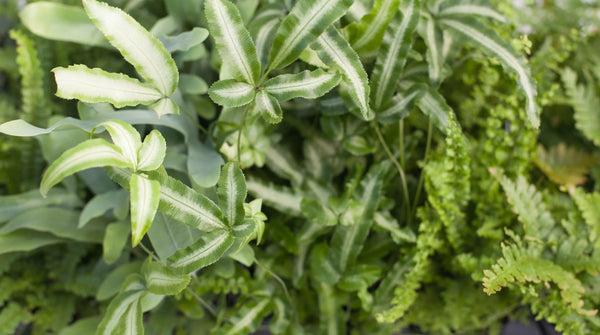 Fern, Pteris, Assorted - View 26 from www redcrocus com