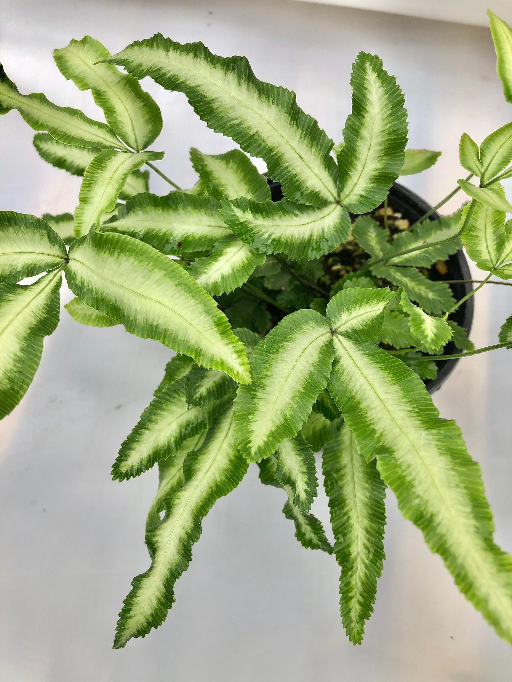 Fern, Pteris, Assorted - View 27 from www redcrocus com