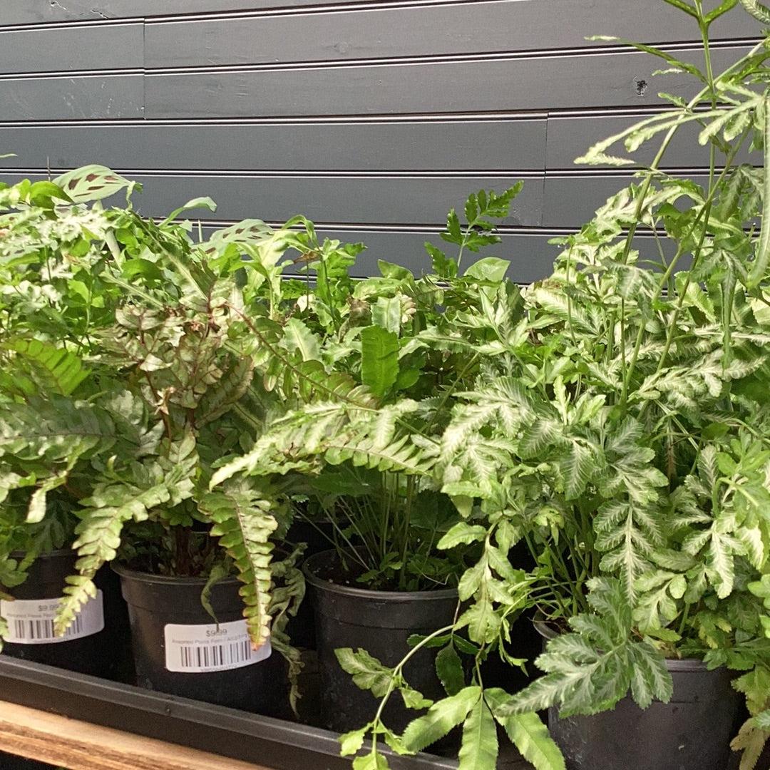 Fern, Pteris, Assorted - View 2 from www redcrocus com