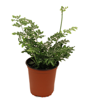 Fern, Pteris, Assorted - View 4 from www redcrocus com