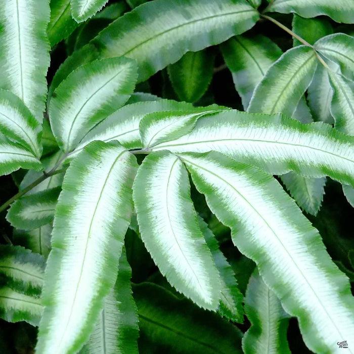 Fern, Pteris, Assorted - View 8 from www redcrocus com