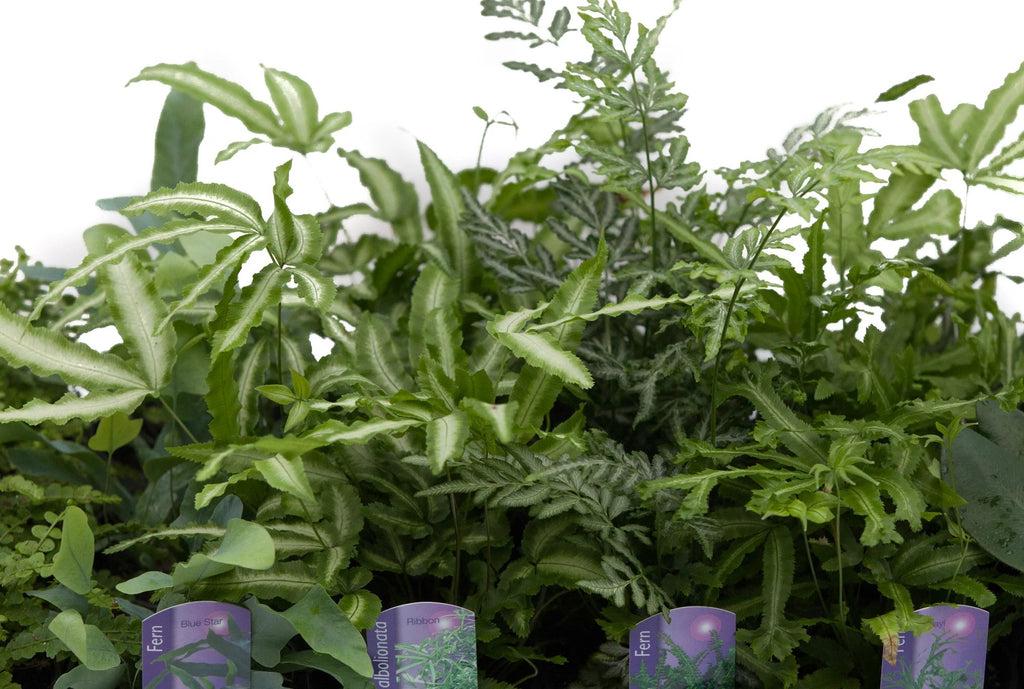 Fern, Pteris, Assorted - View 9 from www redcrocus com