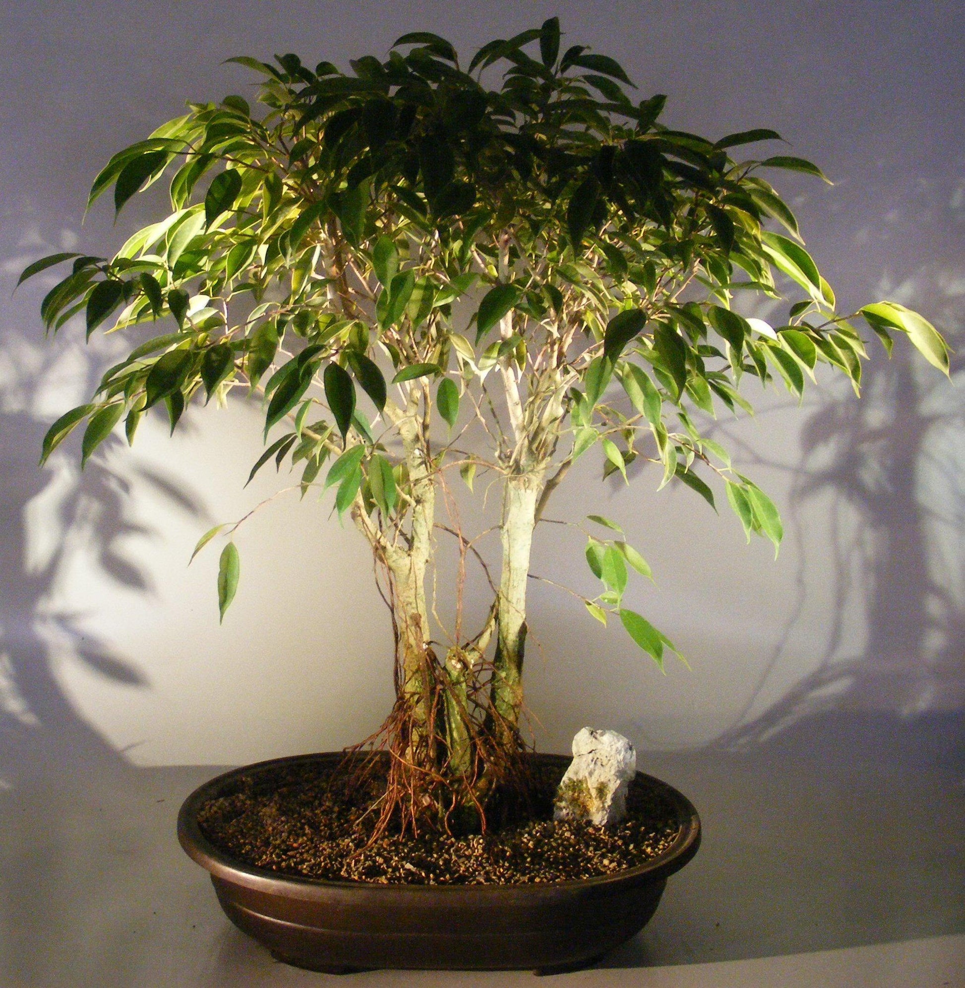 Ficus Benjamina 'midnight' - View 10 from www redcrocus com
