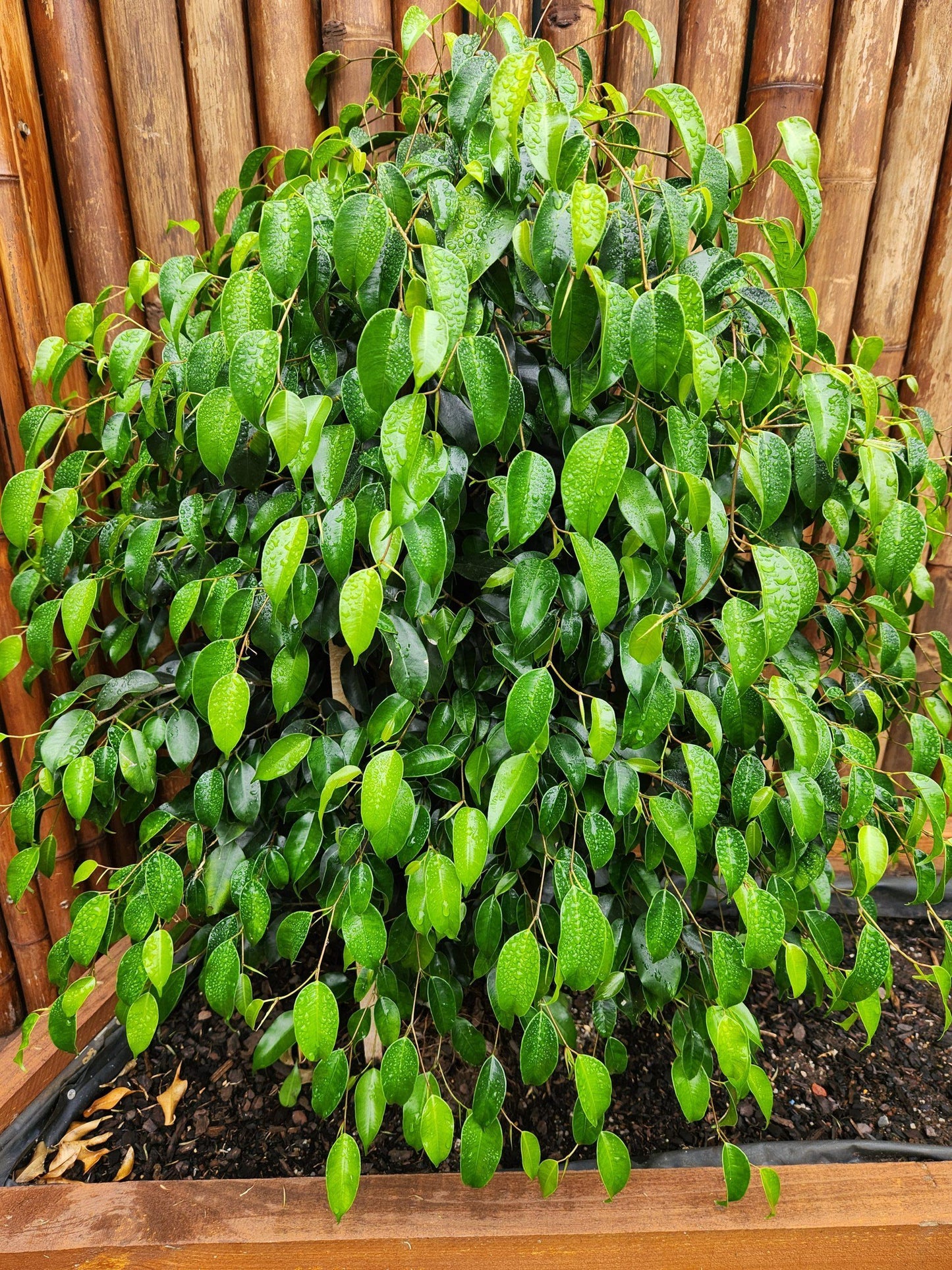 Ficus Benjamina 'midnight' - View 12 from www redcrocus com