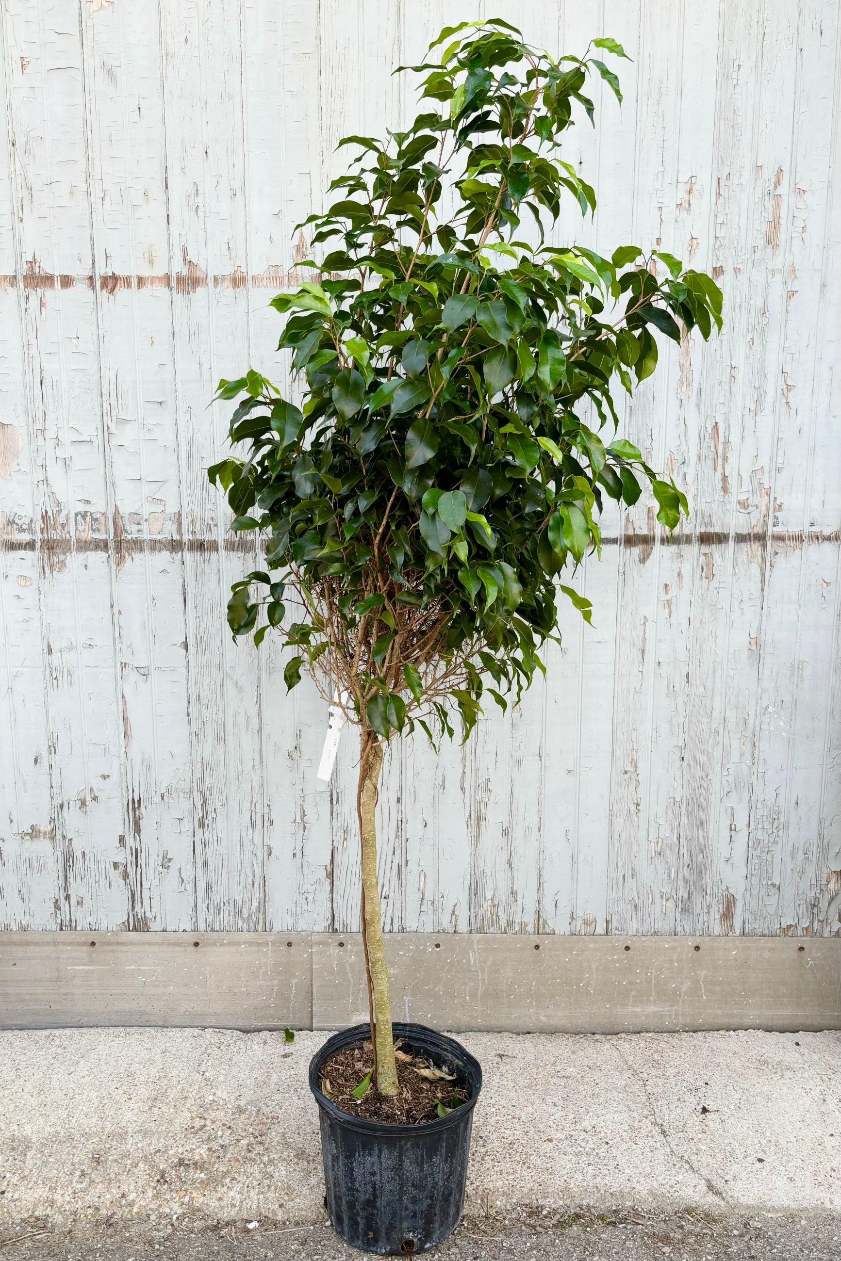 Ficus Benjamina 'midnight' - View 13 from www redcrocus com