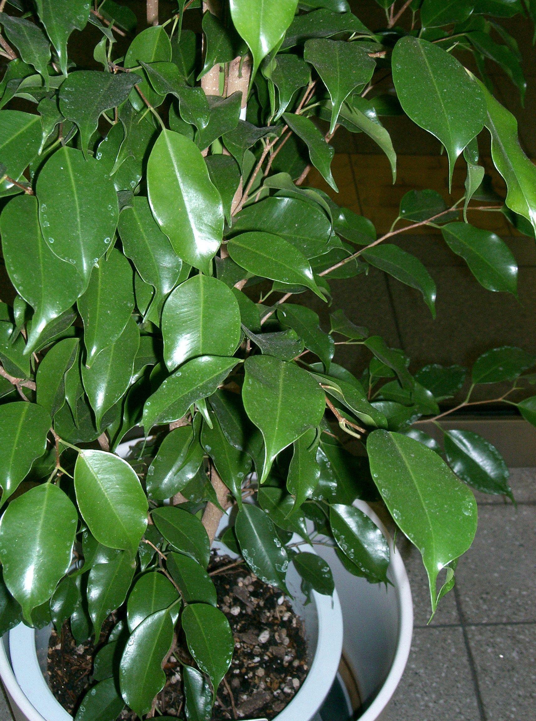 Ficus Benjamina 'midnight' - View 14 from www redcrocus com
