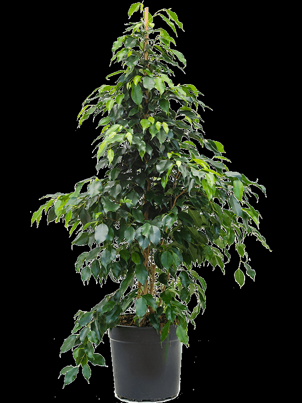 Ficus Benjamina 'midnight' - View 15 from www redcrocus com