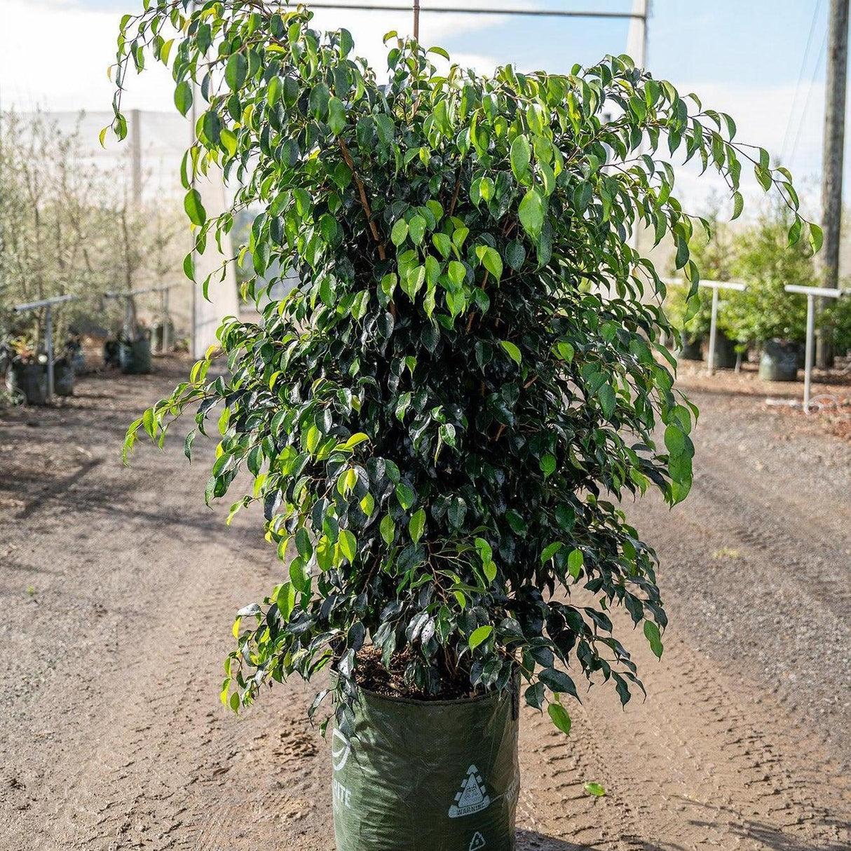 Ficus Benjamina 'midnight' - View 16 from www redcrocus com