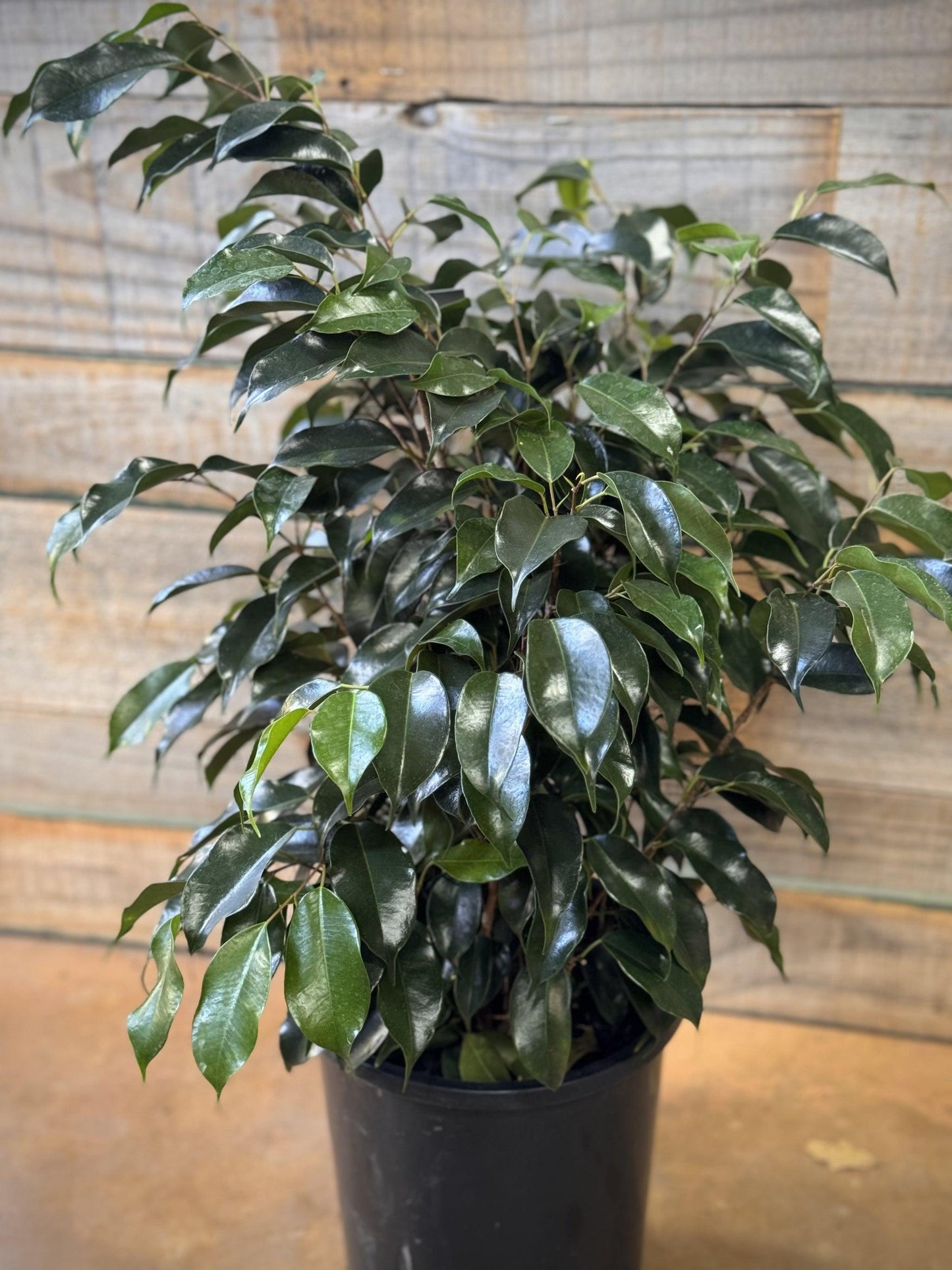 Ficus Benjamina 'midnight' - View 18 from www redcrocus com