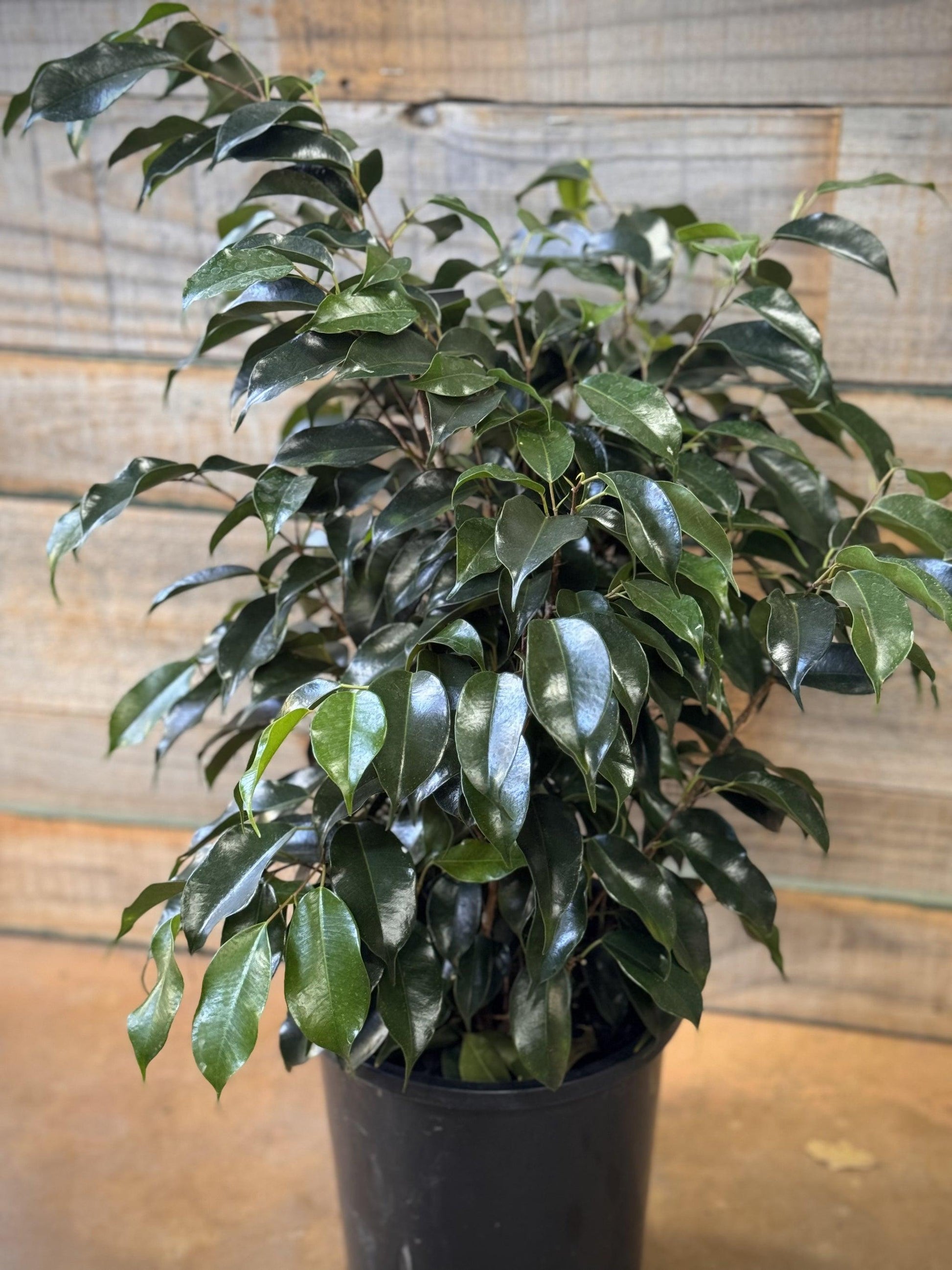 Ficus Benjamina 'midnight' - View 18 from www redcrocus com