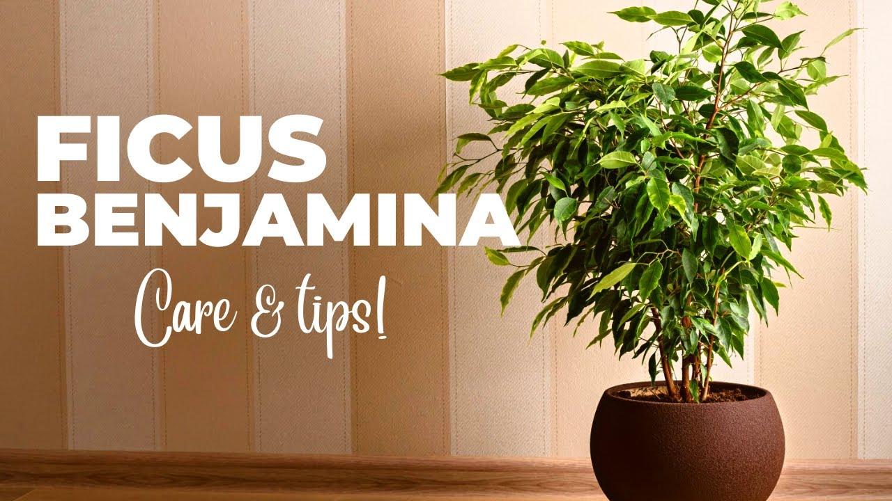 Ficus Benjamina 'midnight' - View 19 from www redcrocus com