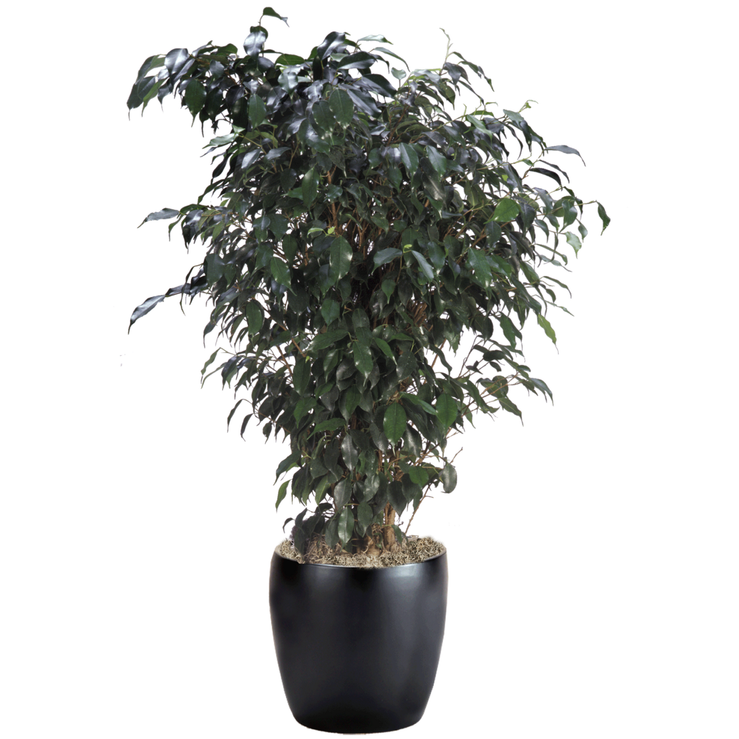 Ficus Benjamina 'midnight' - View 1 from www redcrocus com