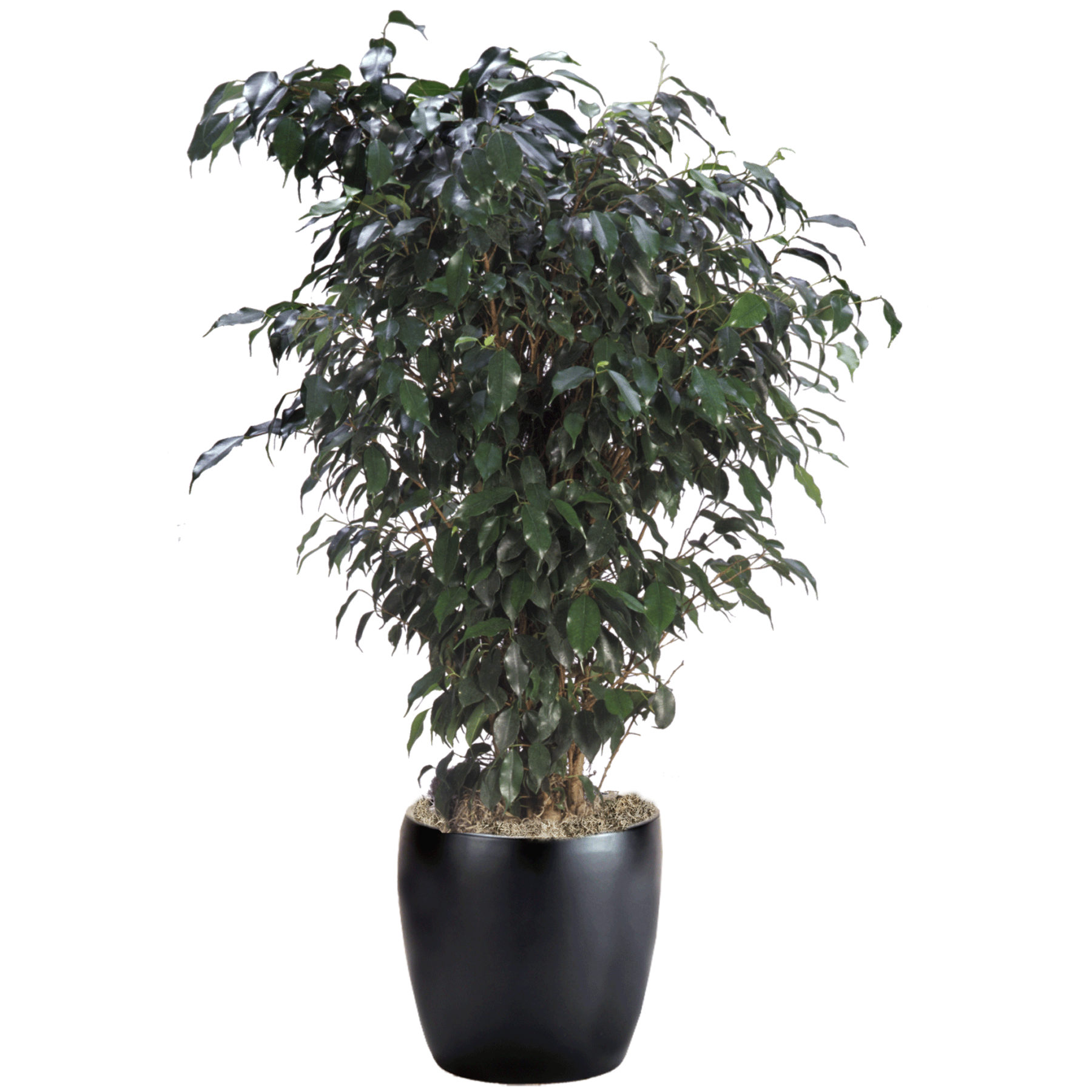 Ficus Benjamina 'midnight' - View 1 from www redcrocus com
